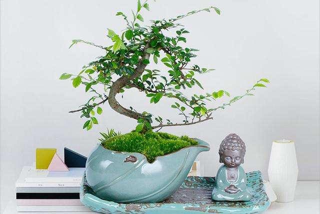 家居風(fēng)水,家居植物擺放,家居馬 家居風(fēng)水,家居植物擺放,家居馬