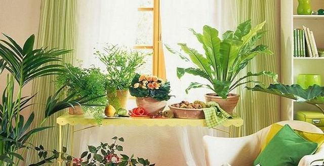 家居風(fēng)水,家居植物擺放,家居馬 家居風(fēng)水,家居植物擺放,家居馬