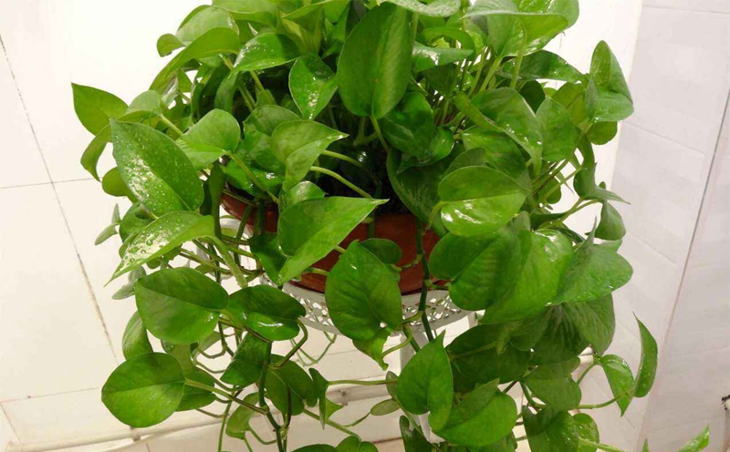 bd20e9c2ae55b53c94f0431a5565b872581.jpg 新房裝修入住,家居馬